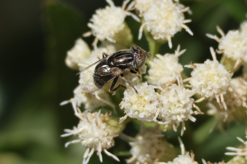 Common Lagoon Fly