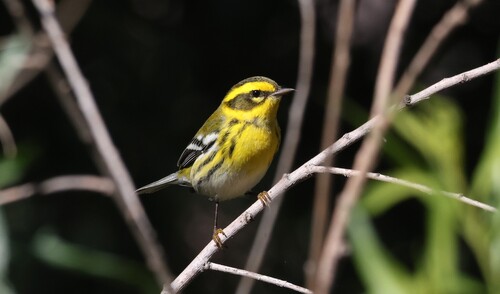 Townsend's Warbler