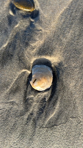 Anomia peruviana observed 2026-10-13