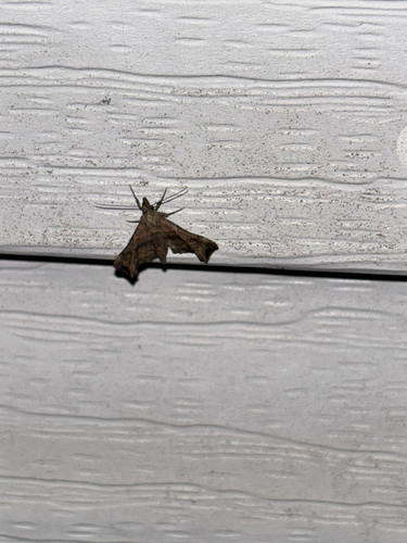Faint-spotted Palthis Moth