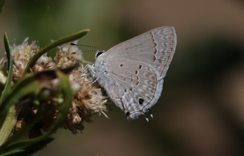 Mallow Scrub-Hairstreak