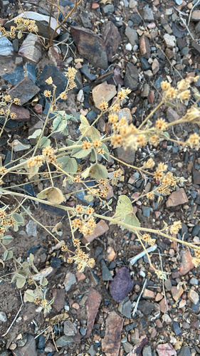 Yellow Indian Mallow