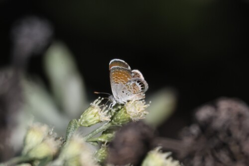 Western Pygmy-Blue