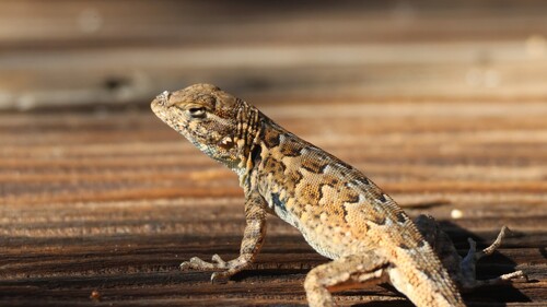 Western Side-blotched Lizard