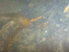 Laminaria setchellii