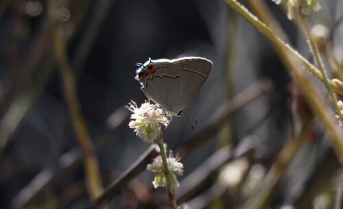 Gray Hairstreak