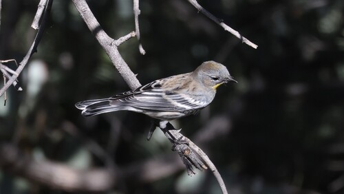 Audubon's Warbler
