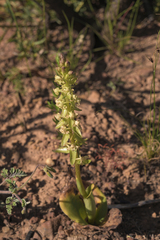 Satyrium erectum × humile
