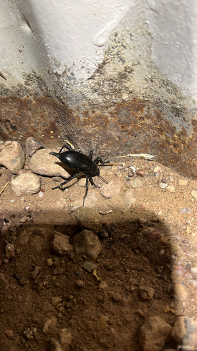 Eleodes sp.