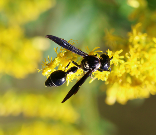Zethus spinipes