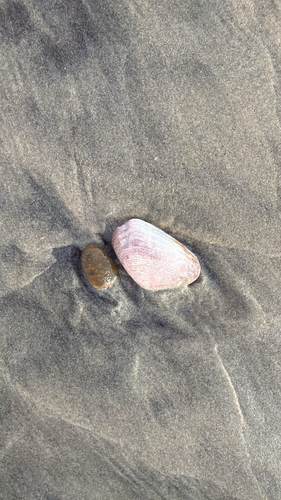 Platyodon cancellatus observed 2026-10-13