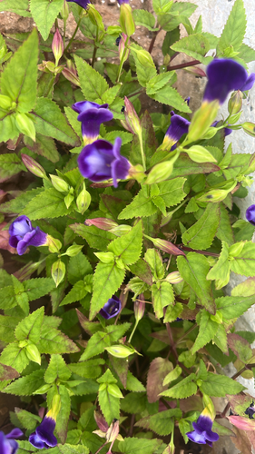 Torenia fournieri observed 2026-10-15
