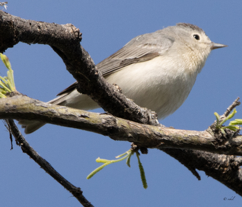 Lucy's Warbler