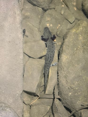 Common Mudpuppy observed by emaitken99