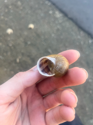 Garden Snail