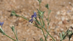 Eriastrum sapphirinum sapphirinum