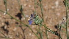 Eriastrum sapphirinum sapphirinum