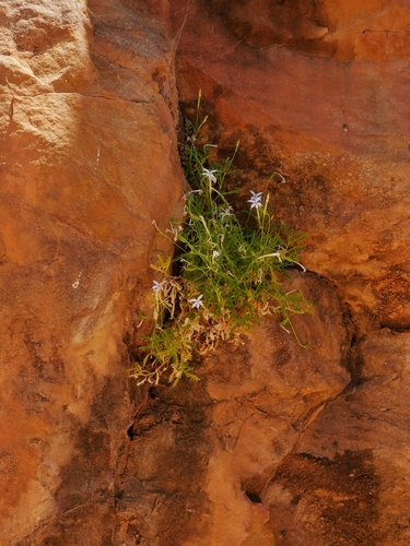Lithotoma petraea observed 2026-10-13
