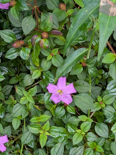 Heterotis rotundifolia observed 2026-10-05