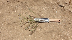 Eriastrum sapphirinum sapphirinum