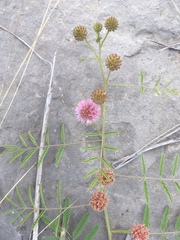Mimosa microphylla