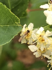 Sphegina