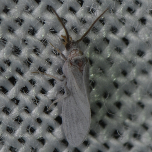 Semidalis