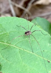 Leiobunum ventricosum