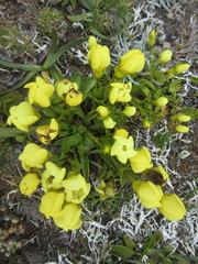 Gentianaceae