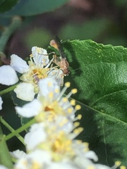 Sphegina