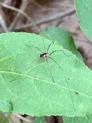 Leiobunum ventricosum