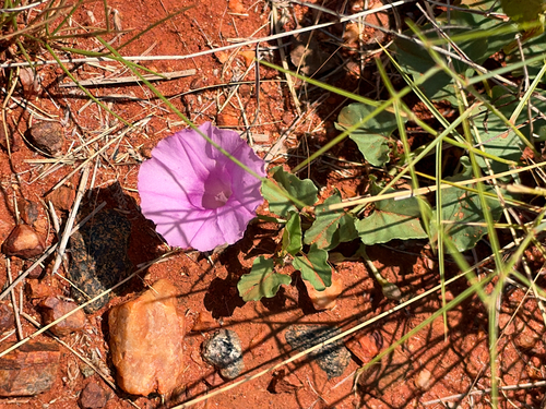 Ipomoea muelleri observed 2026-10-15