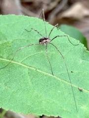 Leiobunum ventricosum