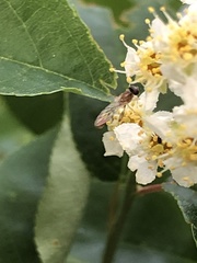 Sphegina