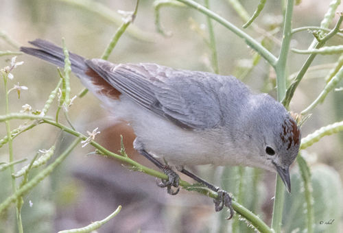 Lucy's Warbler