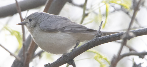 Lucy's Warbler