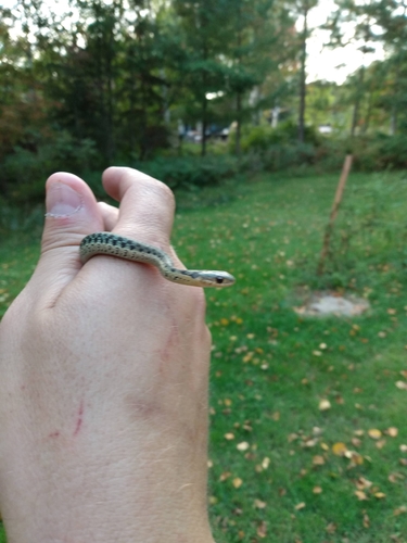 Common Garter Snake