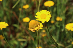 Coleostephus myconis