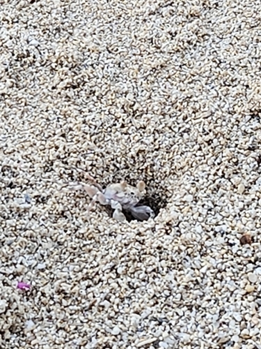 Ocypode pallidula observed 2026-10-13