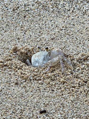 Ocypode pallidula observed 2026-10-13