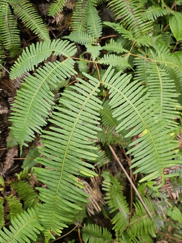 Dicranopteris linearis observed 2026-10-14