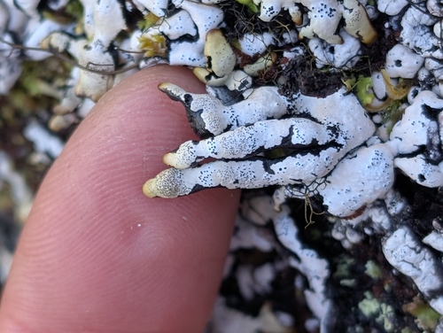 Hypogymnia enteromorpha observed 2026-10-10