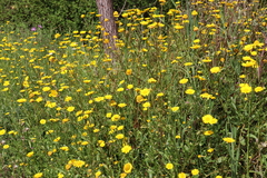 Coleostephus myconis