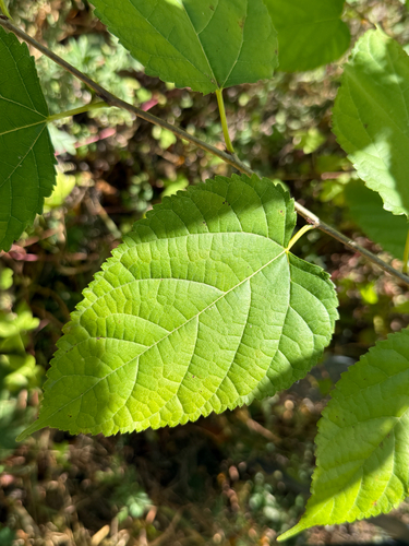 Korean mulberry