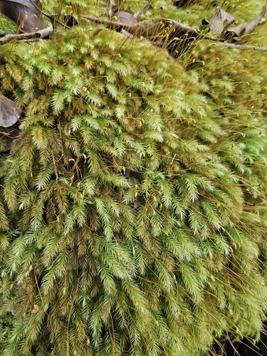 Pyrrhobryum spiniforme observed 2026-10-14