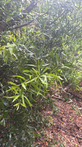 Acacia confusa observed 2026-09-25