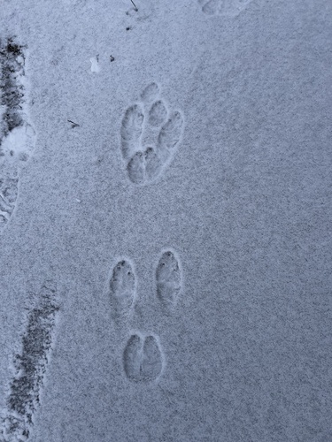 Snowshoe Hare observed by izguana