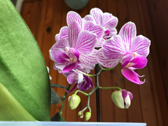 Phalaenopsis philippinensis