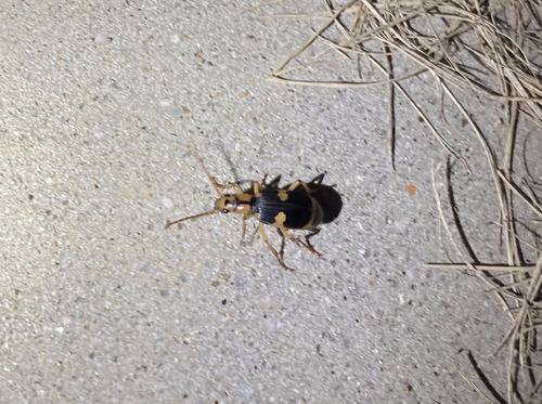 Pheropsophus observed 2026-10-14