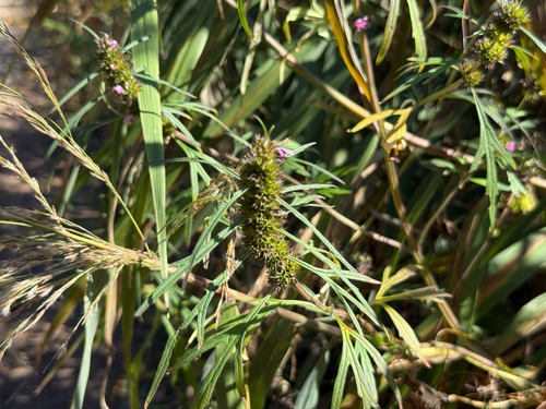 Chinese motherwort